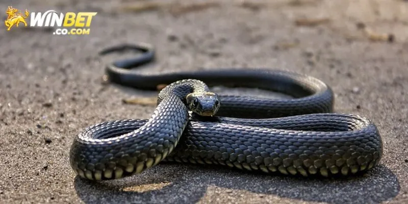 Rắn có ý nghĩa như thế nào trong phong thuỷ?